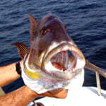 Rodman 1250R Fishing Trips Benalmadena & Fuengirola